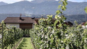 Ausblick im Weingarten