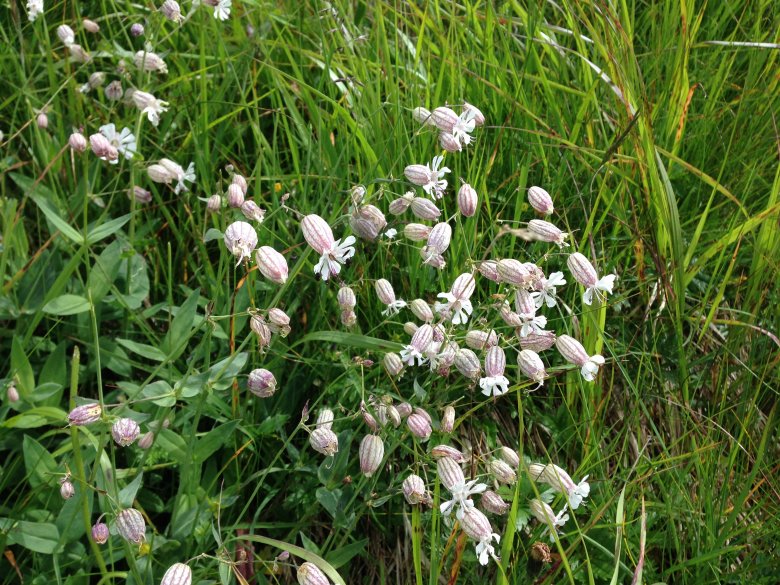 Bladder Campion