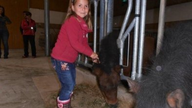 Breierhof - Stall Pony pflegen