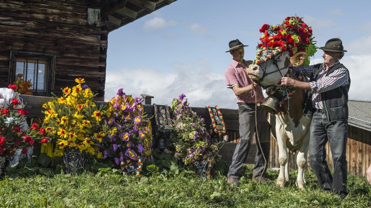 If a summer spent grazing in the mountain pastures has come to an end without accident or injury, the cattle wear headdresses made of flowers on their way back down into the valley. These processions are today popular events and attract many visitors., © Wilder Kaiser