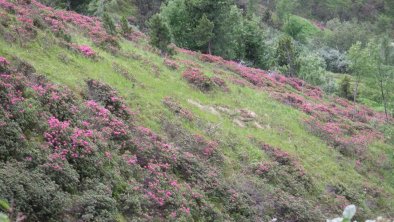 Bergblumenzeit Juni