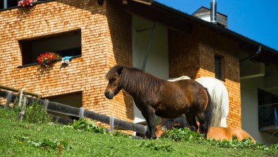 https://images.seekda.net/AT_UAB7-03-14-03/Ponys.jpg
