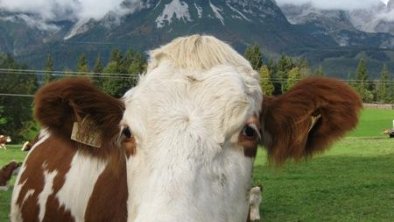 Stier von "Oberleiten"