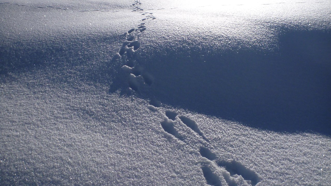 Animal tracks in the snow, © Tirol Werbung / Anette Kestler