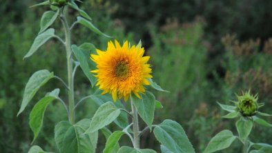 Sonnenblumen-Alberhof