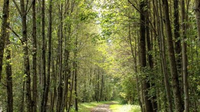 App. Alpenrose in Ramsau – Wandern, © mood.at – by Jan Hanser