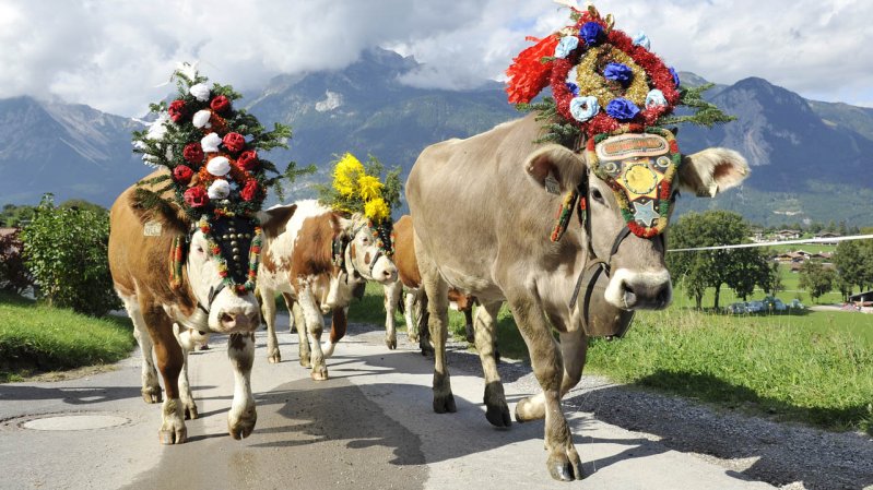 Decked out in garlands of flowers and ribbons, with bells attached to their heavy leather collars, the herds are driven down to the valley, © Grießenböck