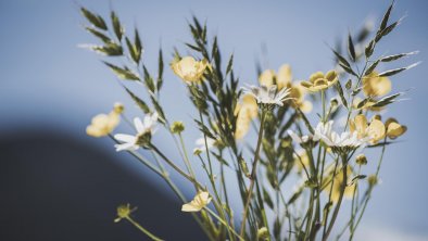App. Alpenrose in Ramsau – Frühlingsblumen, © mood.at – by Jan Hanser