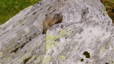 Murmeltier am Gletscher