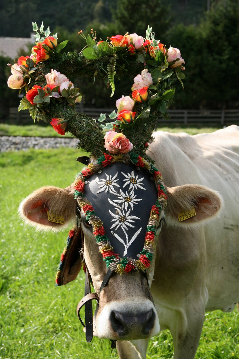 Cows wear colourful headdresses on their way back down into the valley in autumn., © Tirol Werbung / Bernhard Aichner