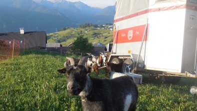 Streicheltiere vom Bauernhof Bernardes