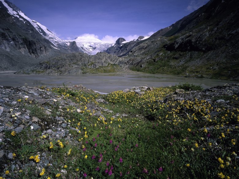 Flower-filled meadow in the Hohe Tauern National Park, © Hohe Tauern National Park