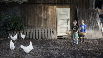 Hennen füttern am Bauernhof