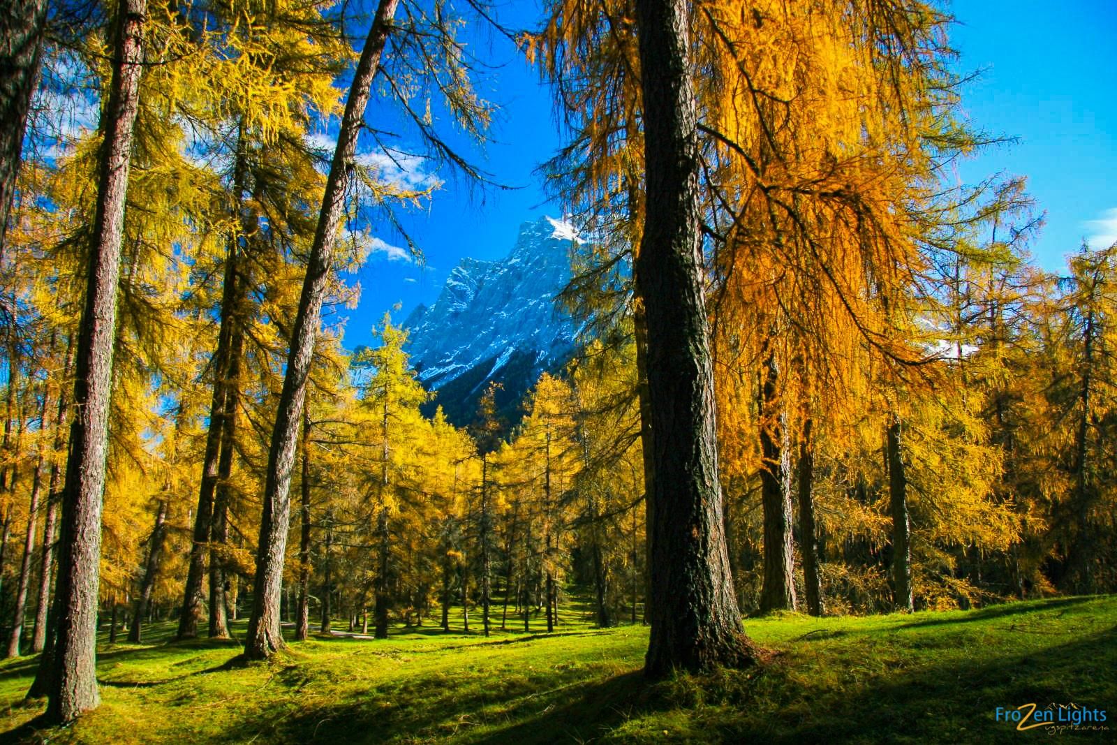 A beautiful forest with golden larches and a clear blue sky. In the background, majestic mountains are visible.