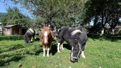 Hanserhof-Fuegen-Hauptstrasse-73-Alois-Huber-Pferd