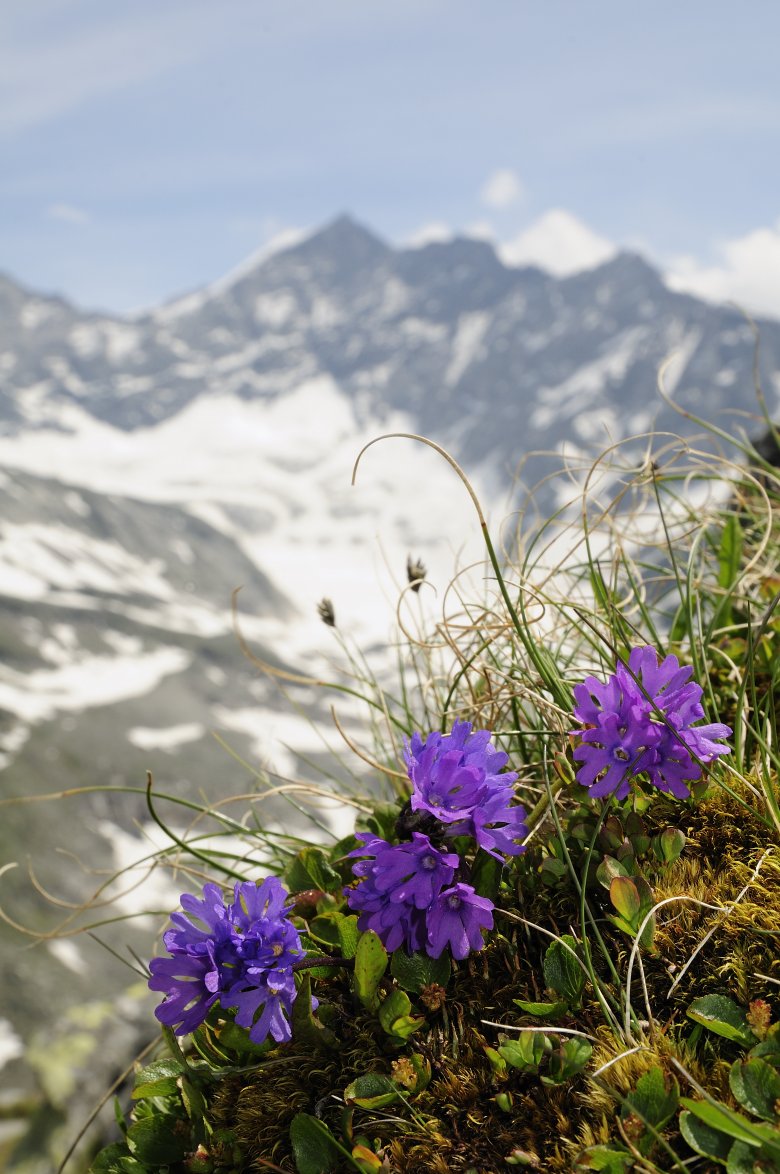 Primula, © Nationalpark Hohe Tauern / Rieder