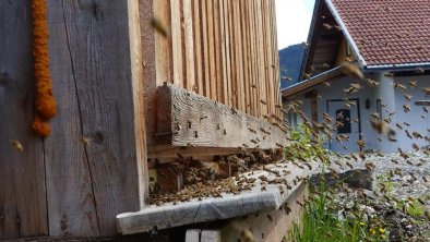 Frühjahr am Bienenstand