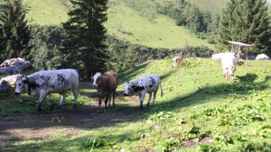 Auf der Hochalm