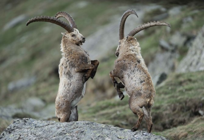 Hohe Tauern National Park, © Tirol Werbung/Bert Heinzlmeier