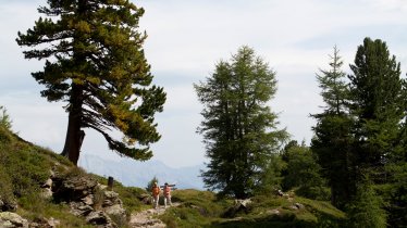 Zirbenweg Trail, © Tirol Werbung/Markus Jenewein