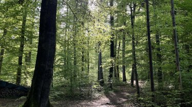 Naheliegender Wald