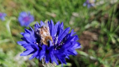 Fleißige Bienen