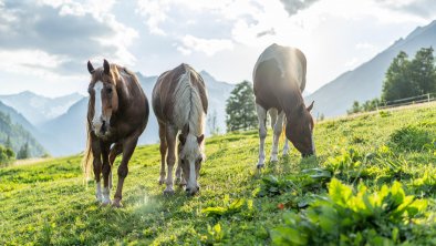 Der Ortnerhof - unsere Pferde auf der Weide