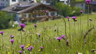 Gästehaus Messner Klaus Thiersee Blumenwiese