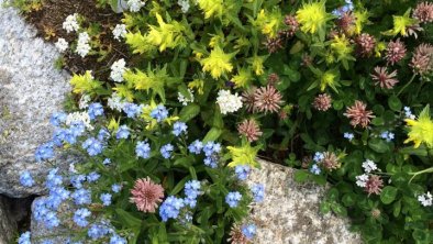 Flora in unseren Bergen