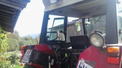 die Katze auf dem Traktor