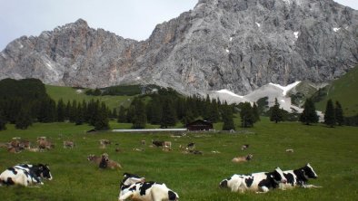 Siesta auf der Alm