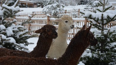 Alpakas im Schnee