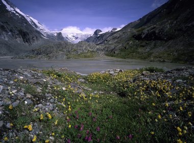 Flower-filled meadow in the Hohe Tauern National Park, © Hohe Tauern National Park