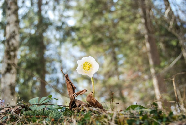 Early&nbsp;flowers like the Christmas rose, also called Winter Rose, start pushing their&nbsp;heads up from under the residual snow in March., © Tirol Werbung / Jannis Braun