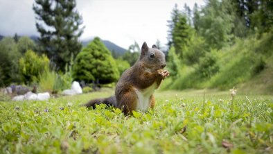 Eichhörnchen Brownie im Garten
