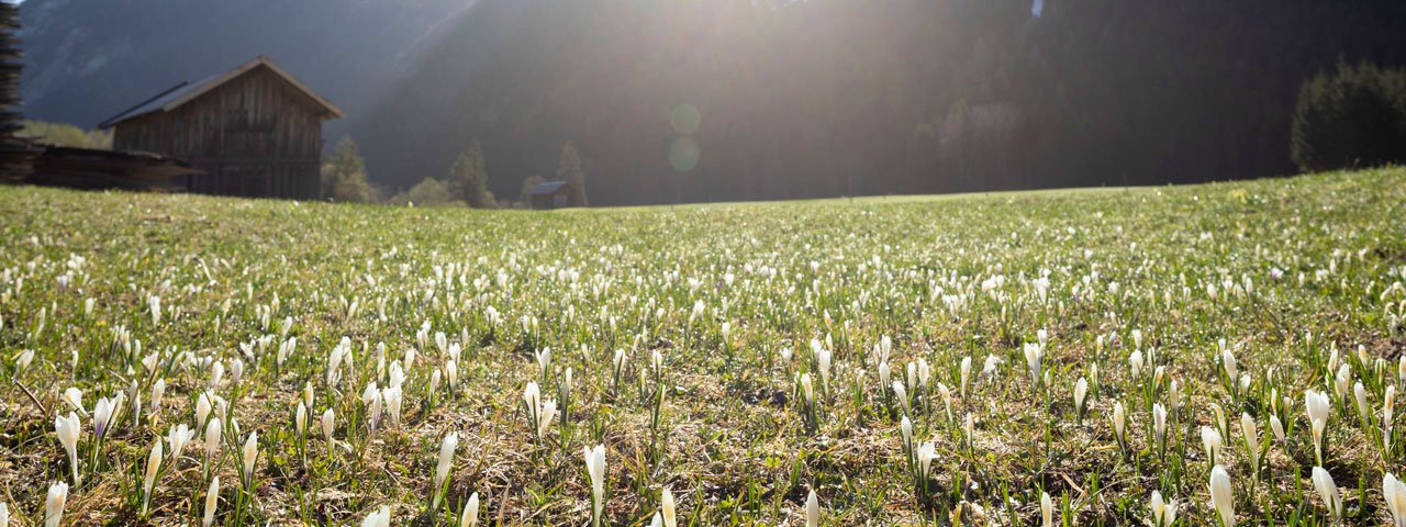 Spring walk in the Leutaschtal Valley, © Tirol Werbung/Mario Webhofer