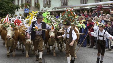 Almabtrieb im Kaiserwinkl