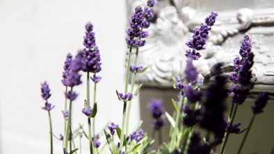 Lavendel, © Matthias Sedlak
