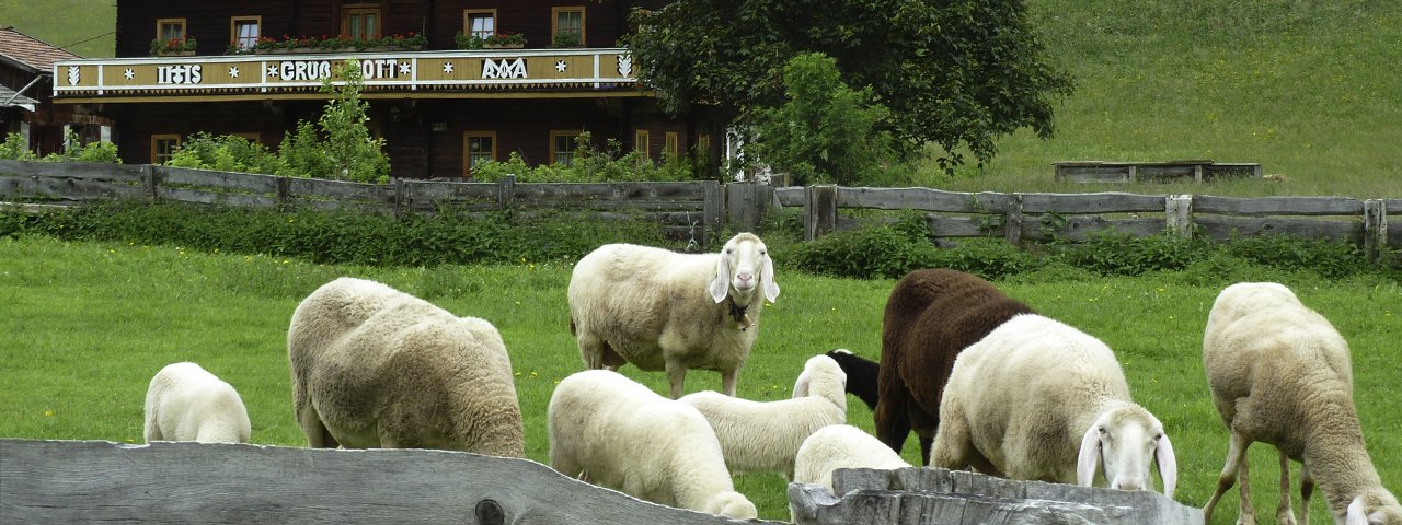 Osttiroler Berglamm (East Tirol Mountain Lamb), © Tirol Werbung/Bernhard Aichner