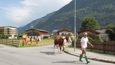 hauseigene Kühe auf dem Weg zur Weide, © Landhaus Zell