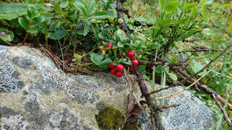 Cranberries picking by yourself.