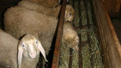 Schafe am Bauernhof