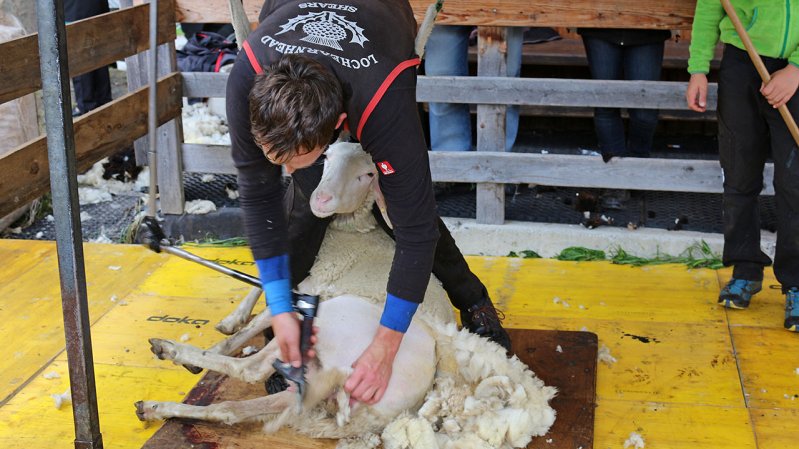 Having arrived in Pfunds, the locally-bred sheep are shorn, © TVB Tiroler Oberland / Kurt Kirschner