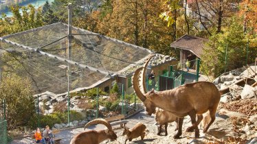 Lynxes in Alpenzoo Innsbruck, © Tirol Werbung/Florian Warnecke