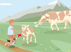 Correct Behaviour Part 3, © Landwirtschaftskammer Tirol