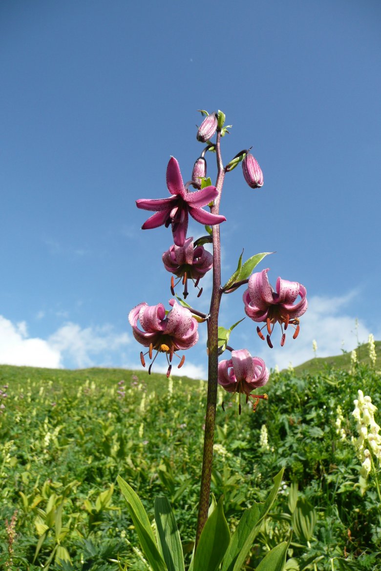 Turk&rsquo;s Cap Lily, © Nationalpark Hohe Tauern