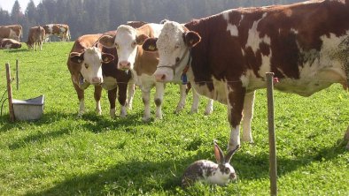 Kühe und Hasen