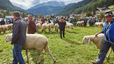 The most beautiful sheep are awarded prizes at the Sölden Sheep Festival, © Anton Klocker