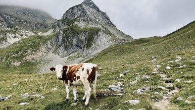 Kuh auf der Weide Richtung Kasererscharte