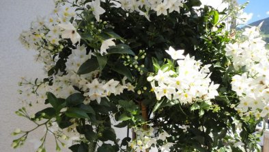 jasmin-in-voller-bluetenpracht